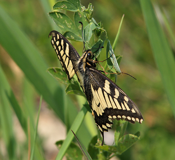 Papilio machaon Papilionidae